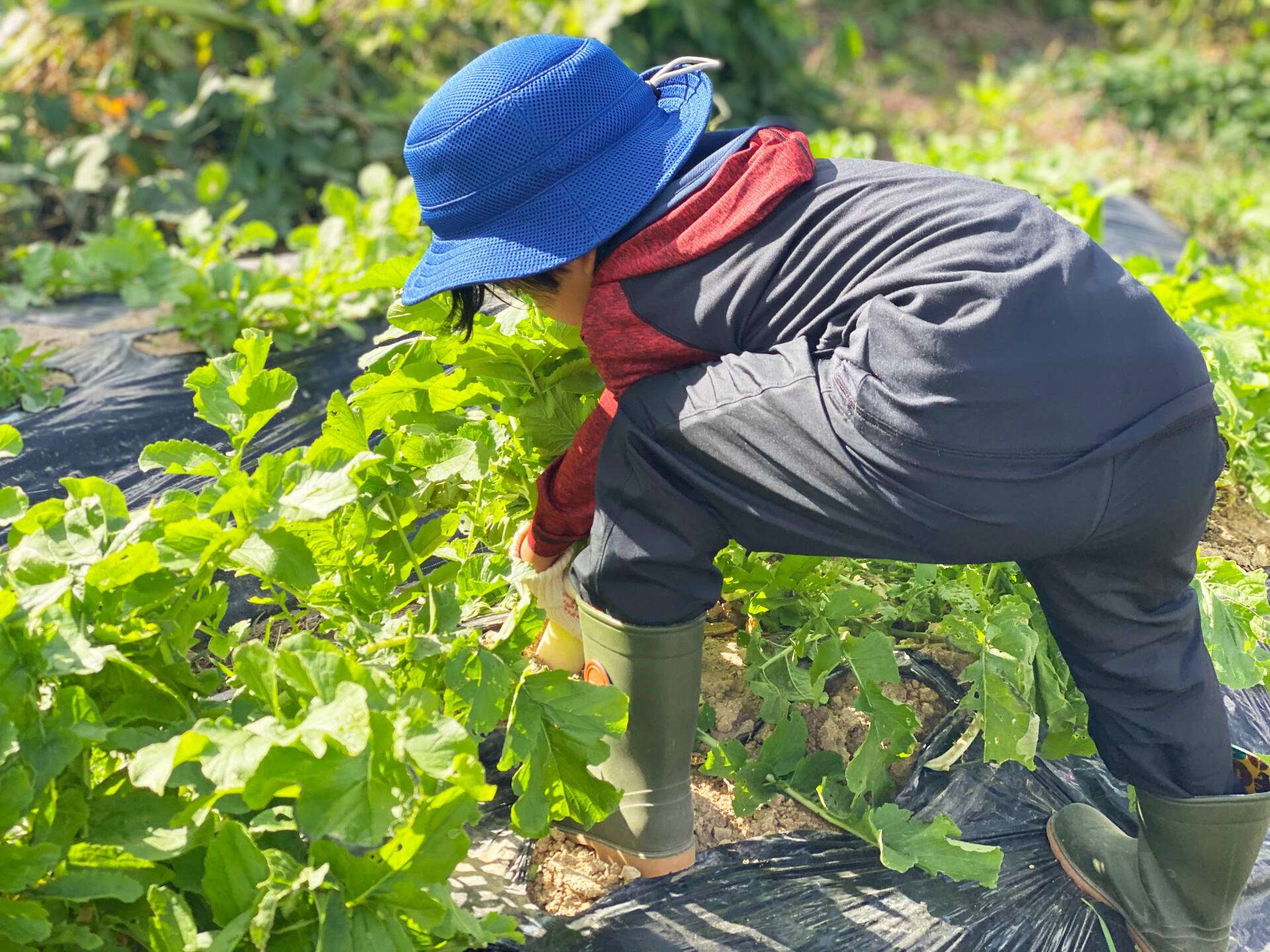 野菜を収穫する子ども